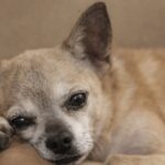 Ethel, la Chihuahua sfruttata per le cucciolate che ha imparato a fidarsi
