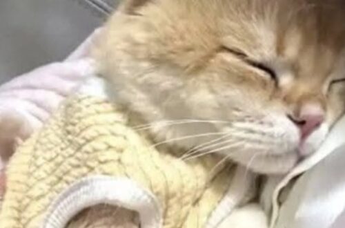 Gattina trovata tra i rifiuti in un vicolo sceglie subito la donna che la soccorre Una giovane gatta randagia è stata recuperata accanto a un cassonetto. Da allora non si allontana mai dalla persona che l’ha accolta. La gattina rovistava tra i rifiuti in un vicolo poco illuminato, con il pelo sporco e il corpo coperto di polvere. La donna che l’ha notata si aspettava che fuggisse non appena avesse tentato di avvicinarsi. È accaduto l’opposto. Quando si è chinata, la micetta si è stretta contro la sua gamba e ha iniziato a fare le fusa. Non ha mostrato diffidenza né ha cercato una via di fuga. È rimasta lì, cercando il contatto. La donna l’ha sollevata e portata a casa. Da quel momento, il comportamento della gattina ha mostrato quanto forte fosse il bisogno di sicurezza maturato durante il periodo trascorso in strada. La gattina trovata accanto al cassonetto Non sono note le circostanze in cui l’animale sia finito nel vicolo né per quanto tempo abbia vissuto senza una casa. Le sue reazioni, però, fanno pensare a un’esperienza segnata da paura e instabilità. Una volta entrata nell’appartamento, la gattina ha iniziato a seguire la nuova proprietaria in ogni stanza. La aspetta all’ingresso, le cammina dietro e cerca continuamente un punto da cui poterla osservare. Quando la donna si siede sul divano, la micetta le salta sulle ginocchia e si accoccola immediatamente. Anche durante la notte rimane vigile: basta un movimento nel letto perché si svegli e controlli che la sua nuova proprietaria sia ancora accanto a lei. Questa attenzione costante non viene interpretata come semplice curiosità. La gattina sembra temere che la presenza a cui si è affidata possa scomparire. La paura di tornare all’esterno Il cambiamento più evidente riguarda il rapporto con l’ambiente esterno. La gatta non tenta di uscire, neppure quando la porta resta aperta per qualche istante. Al contrario, davanti a rumori sconosciuti corre verso l’interno dell’abitazione e cerca riparo nei luoghi che ormai riconosce come sicuri. La casa è diventata il suo punto di riferimento. Ci sono cibo, calore e una persona che risponde alle sue richieste di contatto. Per un animale abituato a cercare riparo e nutrimento tra i rifiuti, questa stabilità ha modificato rapidamente ogni comportamento. La donna racconta di ritrovare il pelo della gattina su divani, coperte e vestiti. Un piccolo disagio quotidiano che passa in secondo piano rispetto alla compagnia ricevuta. Il legame nato dopo il salvataggio La micetta non appartiene a una razza particolare e non presenta caratteristiche considerate pregiate. Per la sua proprietaria, tuttavia, questi aspetti non hanno alcun valore. A rendere speciale il rapporto è il modo in cui l’animale ha scelto di affidarsi fin dal primo incontro. Dalla stretta contro la gamba nel vicolo fino alle notti trascorse accanto a lei, la gattina continua a cercare la stessa rassicurazione. La donna la descrive come una presenza costante, capace di accoglierla ogni volta che torna a casa e di riempire il silenzio dell’appartamento. Quella che sembrava una micetta randagia pronta a fuggire si è trasformata nella sua ombra. Non cerca la strada e non mostra interesse per ciò che si trova oltre la porta. Il luogo in cui desidera restare è quello in cui, per la prima volta, ha trovato una persona disposta a prenderla in braccio.