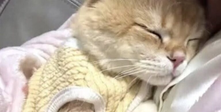 Gattina trovata tra i rifiuti in un vicolo sceglie subito la donna che la soccorre Una giovane gatta randagia è stata recuperata accanto a un cassonetto. Da allora non si allontana mai dalla persona che l’ha accolta. La gattina rovistava tra i rifiuti in un vicolo poco illuminato, con il pelo sporco e il corpo coperto di polvere. La donna che l’ha notata si aspettava che fuggisse non appena avesse tentato di avvicinarsi. È accaduto l’opposto. Quando si è chinata, la micetta si è stretta contro la sua gamba e ha iniziato a fare le fusa. Non ha mostrato diffidenza né ha cercato una via di fuga. È rimasta lì, cercando il contatto. La donna l’ha sollevata e portata a casa. Da quel momento, il comportamento della gattina ha mostrato quanto forte fosse il bisogno di sicurezza maturato durante il periodo trascorso in strada. La gattina trovata accanto al cassonetto Non sono note le circostanze in cui l’animale sia finito nel vicolo né per quanto tempo abbia vissuto senza una casa. Le sue reazioni, però, fanno pensare a un’esperienza segnata da paura e instabilità. Una volta entrata nell’appartamento, la gattina ha iniziato a seguire la nuova proprietaria in ogni stanza. La aspetta all’ingresso, le cammina dietro e cerca continuamente un punto da cui poterla osservare. Quando la donna si siede sul divano, la micetta le salta sulle ginocchia e si accoccola immediatamente. Anche durante la notte rimane vigile: basta un movimento nel letto perché si svegli e controlli che la sua nuova proprietaria sia ancora accanto a lei. Questa attenzione costante non viene interpretata come semplice curiosità. La gattina sembra temere che la presenza a cui si è affidata possa scomparire. La paura di tornare all’esterno Il cambiamento più evidente riguarda il rapporto con l’ambiente esterno. La gatta non tenta di uscire, neppure quando la porta resta aperta per qualche istante. Al contrario, davanti a rumori sconosciuti corre verso l’interno dell’abitazione e cerca riparo nei luoghi che ormai riconosce come sicuri. La casa è diventata il suo punto di riferimento. Ci sono cibo, calore e una persona che risponde alle sue richieste di contatto. Per un animale abituato a cercare riparo e nutrimento tra i rifiuti, questa stabilità ha modificato rapidamente ogni comportamento. La donna racconta di ritrovare il pelo della gattina su divani, coperte e vestiti. Un piccolo disagio quotidiano che passa in secondo piano rispetto alla compagnia ricevuta. Il legame nato dopo il salvataggio La micetta non appartiene a una razza particolare e non presenta caratteristiche considerate pregiate. Per la sua proprietaria, tuttavia, questi aspetti non hanno alcun valore. A rendere speciale il rapporto è il modo in cui l’animale ha scelto di affidarsi fin dal primo incontro. Dalla stretta contro la gamba nel vicolo fino alle notti trascorse accanto a lei, la gattina continua a cercare la stessa rassicurazione. La donna la descrive come una presenza costante, capace di accoglierla ogni volta che torna a casa e di riempire il silenzio dell’appartamento. Quella che sembrava una micetta randagia pronta a fuggire si è trasformata nella sua ombra. Non cerca la strada e non mostra interesse per ciò che si trova oltre la porta. Il luogo in cui desidera restare è quello in cui, per la prima volta, ha trovato una persona disposta a prenderla in braccio.
