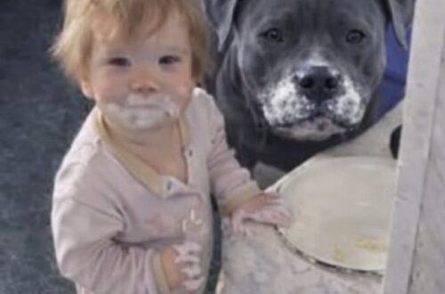 Una madre ha trovato la figlia e il pitbull ricoperti di crema dopo una piccola incursione mattutina in cucina.