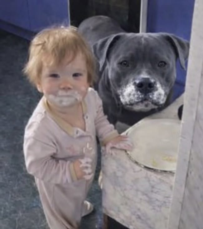 Una madre ha trovato la figlia e il pitbull ricoperti di crema dopo una piccola incursione mattutina in cucina.