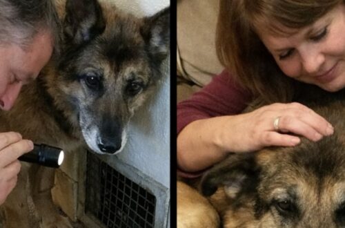 Atlas adottato per accompagnarlo alla fine salva la famiglia da una fuga di gas Il cane anziano, accolto per trascorrere serenamente gli ultimi giorni, ha svegliato i proprietari durante una pericolosa perdita nell’impianto di riscaldamento. Quando il rifugio telefonò, la richiesta era semplice: trovare una sistemazione tranquilla per un cane molto anziano, ormai considerato vicino alla fine. Atlas aveva circa tredici anni, forse qualcuno in più. Soffriva di artrite, mangiava poco e trascorreva gran parte della giornata sdraiato. Gli operatori cercavano una famiglia disposta ad accoglierlo senza aspettarsi una lunga convivenza. “Si chiama Atlas,” spiegò l’operatrice. “Ha circa tredici anni, forse anche di più. Speriamo di trovare qualcuno disposto a offrirgli un posto tranquillo dove trascorrere i suoi ultimi giorni.” La coppia decise quasi subito. Da quando il figlio era partito per l’università, la casa era diventata più silenziosa. L’arrivo di un animale, anche soltanto per poco tempo, sembrò una scelta naturale. “Lo prendiamo noi,” rispose il marito, prima ancora che la telefonata fosse terminata. Atlas arriva in casa dopo anni difficili Le condizioni del cane confermavano il quadro descritto dal rifugio. Il pelo era ruvido e irregolare, con alcune zone segnate da vecchie cicatrici. Un orecchio appariva deformato da un trauma precedente, mentre gli occhi, ormai velati dall’età, conservavano un’espressione attenta. Quando il box venne aperto, Atlas non abbaiò e non cercò immediatamente il contatto. Restò fermo a osservare le due persone che gli stavano davanti. La sua scheda conteneva pochissime informazioni: “Randagio”, “Nessun proprietario rintracciato”, “Anziano — consigliato affido compassionevole.” Non c’erano dettagli sul passato, né indicazioni su eventuali precedenti proprietari. Del cane si conoscevano soltanto l’età approssimativa e le condizioni fisiche. Nella nuova casa gli venne preparata una cuccia accanto al divano, con coperte spesse per evitare il contatto diretto con il pavimento. Nei primi giorni si alzava raramente. Accettava piccole quantità di cibo e seguiva con lo sguardo i movimenti dei proprietari, senza cercare di raggiungerli. Intorno al decimo giorno, però, iniziò a mostrare un cambiamento. Una mattina si sollevò e attraversò lentamente il corridoio. I passi erano incerti e intervallati da frequenti soste, ma da quel momento cominciò a spostarsi più spesso all’interno dell’abitazione. Seguiva la coppia da una stanza all’altra, sempre con fatica, mantenendosi a breve distanza. La fuga di gas scoperta durante la notte Due settimane dopo l’adozione, intorno alle due del mattino, Atlas iniziò a muoversi in modo insolito. Camminava avanti e indietro nel corridoio, nonostante fino a quel momento avesse evitato ogni spostamento non necessario. Raggiunse la porta della camera da letto, la spinse con il muso e cominciò a graffiarla. “Che succede, tesoro?”, domandò la proprietaria dopo essersi alzata. Il cane non rimase davanti alla porta. Si voltò e avanzò verso il soggiorno, dirigendosi poi all’uscita sul retro. Ogni pochi passi controllava che la donna lo stesse seguendo. Quando la porta venne aperta, l’odore risultò immediatamente riconoscibile. In casa si era diffuso del gas. Un guasto al vecchio impianto di riscaldamento situato in cantina stava saturando lentamente gli ambienti mentre la coppia dormiva. I proprietari lasciarono l’abitazione e chiesero l’intervento dei tecnici. La perdita venne individuata e l’impianto messo in sicurezza. “Siete stati fortunati,” disse il tecnico intervenuto. “Un’altra ora e questa storia avrebbe potuto finire in tutt’altro modo.” Il cane anziano che nessuno pensava potesse reagire Dopo l’emergenza, Atlas tornò a sdraiarsi accanto ai piedi dei proprietari. Era lo stesso cane arrivato dal rifugio con un’aspettativa di vita molto breve e con difficoltà persino a rimanere in piedi. Nonostante l’artrite e la debolezza, durante la notte aveva trovato la forza per attraversare la casa, raggiungere la camera e insistere fino a quando qualcuno non si era svegliato. La vicenda risale a quattro mesi fa. Atlas continua a muoversi lentamente e trascorre molte ore a riposare, ma le sue condizioni si sono stabilizzate. Ogni mattina attende nel corridoio il risveglio della famiglia. In alcune occasioni porta con sé una vecchia pallina da tennis trovata sotto il divano e la lascia cadere ai piedi della proprietaria. Il cane accolto per essere accompagnato durante l’ultima parte della sua vita è rimasto in quella casa. Ed è stato proprio lui, poche settimane dopo l’adozione, a impedire che una perdita di gas trasformasse la notte in una tragedia.