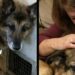Atlas adottato per accompagnarlo alla fine salva la famiglia da una fuga di gas Il cane anziano, accolto per trascorrere serenamente gli ultimi giorni, ha svegliato i proprietari durante una pericolosa perdita nell’impianto di riscaldamento. Quando il rifugio telefonò, la richiesta era semplice: trovare una sistemazione tranquilla per un cane molto anziano, ormai considerato vicino alla fine. Atlas aveva circa tredici anni, forse qualcuno in più. Soffriva di artrite, mangiava poco e trascorreva gran parte della giornata sdraiato. Gli operatori cercavano una famiglia disposta ad accoglierlo senza aspettarsi una lunga convivenza. “Si chiama Atlas,” spiegò l’operatrice. “Ha circa tredici anni, forse anche di più. Speriamo di trovare qualcuno disposto a offrirgli un posto tranquillo dove trascorrere i suoi ultimi giorni.” La coppia decise quasi subito. Da quando il figlio era partito per l’università, la casa era diventata più silenziosa. L’arrivo di un animale, anche soltanto per poco tempo, sembrò una scelta naturale. “Lo prendiamo noi,” rispose il marito, prima ancora che la telefonata fosse terminata. Atlas arriva in casa dopo anni difficili Le condizioni del cane confermavano il quadro descritto dal rifugio. Il pelo era ruvido e irregolare, con alcune zone segnate da vecchie cicatrici. Un orecchio appariva deformato da un trauma precedente, mentre gli occhi, ormai velati dall’età, conservavano un’espressione attenta. Quando il box venne aperto, Atlas non abbaiò e non cercò immediatamente il contatto. Restò fermo a osservare le due persone che gli stavano davanti. La sua scheda conteneva pochissime informazioni: “Randagio”, “Nessun proprietario rintracciato”, “Anziano — consigliato affido compassionevole.” Non c’erano dettagli sul passato, né indicazioni su eventuali precedenti proprietari. Del cane si conoscevano soltanto l’età approssimativa e le condizioni fisiche. Nella nuova casa gli venne preparata una cuccia accanto al divano, con coperte spesse per evitare il contatto diretto con il pavimento. Nei primi giorni si alzava raramente. Accettava piccole quantità di cibo e seguiva con lo sguardo i movimenti dei proprietari, senza cercare di raggiungerli. Intorno al decimo giorno, però, iniziò a mostrare un cambiamento. Una mattina si sollevò e attraversò lentamente il corridoio. I passi erano incerti e intervallati da frequenti soste, ma da quel momento cominciò a spostarsi più spesso all’interno dell’abitazione. Seguiva la coppia da una stanza all’altra, sempre con fatica, mantenendosi a breve distanza. La fuga di gas scoperta durante la notte Due settimane dopo l’adozione, intorno alle due del mattino, Atlas iniziò a muoversi in modo insolito. Camminava avanti e indietro nel corridoio, nonostante fino a quel momento avesse evitato ogni spostamento non necessario. Raggiunse la porta della camera da letto, la spinse con il muso e cominciò a graffiarla. “Che succede, tesoro?”, domandò la proprietaria dopo essersi alzata. Il cane non rimase davanti alla porta. Si voltò e avanzò verso il soggiorno, dirigendosi poi all’uscita sul retro. Ogni pochi passi controllava che la donna lo stesse seguendo. Quando la porta venne aperta, l’odore risultò immediatamente riconoscibile. In casa si era diffuso del gas. Un guasto al vecchio impianto di riscaldamento situato in cantina stava saturando lentamente gli ambienti mentre la coppia dormiva. I proprietari lasciarono l’abitazione e chiesero l’intervento dei tecnici. La perdita venne individuata e l’impianto messo in sicurezza. “Siete stati fortunati,” disse il tecnico intervenuto. “Un’altra ora e questa storia avrebbe potuto finire in tutt’altro modo.” Il cane anziano che nessuno pensava potesse reagire Dopo l’emergenza, Atlas tornò a sdraiarsi accanto ai piedi dei proprietari. Era lo stesso cane arrivato dal rifugio con un’aspettativa di vita molto breve e con difficoltà persino a rimanere in piedi. Nonostante l’artrite e la debolezza, durante la notte aveva trovato la forza per attraversare la casa, raggiungere la camera e insistere fino a quando qualcuno non si era svegliato. La vicenda risale a quattro mesi fa. Atlas continua a muoversi lentamente e trascorre molte ore a riposare, ma le sue condizioni si sono stabilizzate. Ogni mattina attende nel corridoio il risveglio della famiglia. In alcune occasioni porta con sé una vecchia pallina da tennis trovata sotto il divano e la lascia cadere ai piedi della proprietaria. Il cane accolto per essere accompagnato durante l’ultima parte della sua vita è rimasto in quella casa. Ed è stato proprio lui, poche settimane dopo l’adozione, a impedire che una perdita di gas trasformasse la notte in una tragedia.