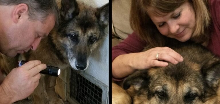 Atlas adottato per accompagnarlo alla fine salva la famiglia da una fuga di gas Il cane anziano, accolto per trascorrere serenamente gli ultimi giorni, ha svegliato i proprietari durante una pericolosa perdita nell’impianto di riscaldamento. Quando il rifugio telefonò, la richiesta era semplice: trovare una sistemazione tranquilla per un cane molto anziano, ormai considerato vicino alla fine. Atlas aveva circa tredici anni, forse qualcuno in più. Soffriva di artrite, mangiava poco e trascorreva gran parte della giornata sdraiato. Gli operatori cercavano una famiglia disposta ad accoglierlo senza aspettarsi una lunga convivenza. “Si chiama Atlas,” spiegò l’operatrice. “Ha circa tredici anni, forse anche di più. Speriamo di trovare qualcuno disposto a offrirgli un posto tranquillo dove trascorrere i suoi ultimi giorni.” La coppia decise quasi subito. Da quando il figlio era partito per l’università, la casa era diventata più silenziosa. L’arrivo di un animale, anche soltanto per poco tempo, sembrò una scelta naturale. “Lo prendiamo noi,” rispose il marito, prima ancora che la telefonata fosse terminata. Atlas arriva in casa dopo anni difficili Le condizioni del cane confermavano il quadro descritto dal rifugio. Il pelo era ruvido e irregolare, con alcune zone segnate da vecchie cicatrici. Un orecchio appariva deformato da un trauma precedente, mentre gli occhi, ormai velati dall’età, conservavano un’espressione attenta. Quando il box venne aperto, Atlas non abbaiò e non cercò immediatamente il contatto. Restò fermo a osservare le due persone che gli stavano davanti. La sua scheda conteneva pochissime informazioni: “Randagio”, “Nessun proprietario rintracciato”, “Anziano — consigliato affido compassionevole.” Non c’erano dettagli sul passato, né indicazioni su eventuali precedenti proprietari. Del cane si conoscevano soltanto l’età approssimativa e le condizioni fisiche. Nella nuova casa gli venne preparata una cuccia accanto al divano, con coperte spesse per evitare il contatto diretto con il pavimento. Nei primi giorni si alzava raramente. Accettava piccole quantità di cibo e seguiva con lo sguardo i movimenti dei proprietari, senza cercare di raggiungerli. Intorno al decimo giorno, però, iniziò a mostrare un cambiamento. Una mattina si sollevò e attraversò lentamente il corridoio. I passi erano incerti e intervallati da frequenti soste, ma da quel momento cominciò a spostarsi più spesso all’interno dell’abitazione. Seguiva la coppia da una stanza all’altra, sempre con fatica, mantenendosi a breve distanza. La fuga di gas scoperta durante la notte Due settimane dopo l’adozione, intorno alle due del mattino, Atlas iniziò a muoversi in modo insolito. Camminava avanti e indietro nel corridoio, nonostante fino a quel momento avesse evitato ogni spostamento non necessario. Raggiunse la porta della camera da letto, la spinse con il muso e cominciò a graffiarla. “Che succede, tesoro?”, domandò la proprietaria dopo essersi alzata. Il cane non rimase davanti alla porta. Si voltò e avanzò verso il soggiorno, dirigendosi poi all’uscita sul retro. Ogni pochi passi controllava che la donna lo stesse seguendo. Quando la porta venne aperta, l’odore risultò immediatamente riconoscibile. In casa si era diffuso del gas. Un guasto al vecchio impianto di riscaldamento situato in cantina stava saturando lentamente gli ambienti mentre la coppia dormiva. I proprietari lasciarono l’abitazione e chiesero l’intervento dei tecnici. La perdita venne individuata e l’impianto messo in sicurezza. “Siete stati fortunati,” disse il tecnico intervenuto. “Un’altra ora e questa storia avrebbe potuto finire in tutt’altro modo.” Il cane anziano che nessuno pensava potesse reagire Dopo l’emergenza, Atlas tornò a sdraiarsi accanto ai piedi dei proprietari. Era lo stesso cane arrivato dal rifugio con un’aspettativa di vita molto breve e con difficoltà persino a rimanere in piedi. Nonostante l’artrite e la debolezza, durante la notte aveva trovato la forza per attraversare la casa, raggiungere la camera e insistere fino a quando qualcuno non si era svegliato. La vicenda risale a quattro mesi fa. Atlas continua a muoversi lentamente e trascorre molte ore a riposare, ma le sue condizioni si sono stabilizzate. Ogni mattina attende nel corridoio il risveglio della famiglia. In alcune occasioni porta con sé una vecchia pallina da tennis trovata sotto il divano e la lascia cadere ai piedi della proprietaria. Il cane accolto per essere accompagnato durante l’ultima parte della sua vita è rimasto in quella casa. Ed è stato proprio lui, poche settimane dopo l’adozione, a impedire che una perdita di gas trasformasse la notte in una tragedia.