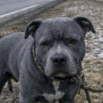 Veterana salva un pitbull legato a un cartello, mesi dopo sarà lui a soccorrerla