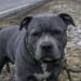 Una veterana ha trovato un pitbull ferito lungo una strada ghiacciata. Dopo il salvataggio, il cane l’ha aiutata durante una crisi.