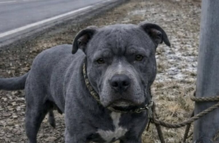 Una veterana ha trovato un pitbull ferito lungo una strada ghiacciata. Dopo il salvataggio, il cane l’ha aiutata durante una crisi.