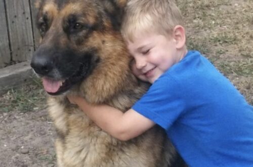 Dopo la morte del padre, Leo torna a scuola scortato da Titan e dai pompieri Il bambino di sei anni non riusciva più a uscire di casa. Il cane K-9 del padre e la squadra della caserma lo hanno accompagnato fino a scuola. Per quattro settimane Leo, sei anni, aveva rifiutato di oltrepassare la porta di casa. La morte del padre, vigile del fuoco e conduttore cinofilo, aveva trasformato ogni uscita in una crisi di panico. La mattina prevista per il rientro in prima elementare, il bambino era aggrappato allo stipite con entrambe le mani. “Non posso! Anche tu sparirai!”, gridava alla madre. Il funerale di Marcus si era svolto un mese prima. L’uomo aveva perso la vita nel crollo di un edificio commerciale durante un intervento. Da allora, il figlio viveva con la paura che anche la madre potesse non tornare più. Nella casa era rimasto anche Titan, il Pastore Tedesco di quasi cinquanta chili che aveva lavorato per anni accanto a Marcus nelle operazioni di soccorso. Dopo la morte del conduttore, il comportamento del cane era cambiato. Aveva perso vivacità e trascorreva gran parte della giornata seguendo Leo da una stanza all’altra. Titan porta a Leo il guinzaglio del padre Quando il bambino piangeva, Titan si sdraiava accanto a lui. Se Leo si fermava in cucina o si rannicchiava sul pavimento, il cane gli restava vicino, avvolgendolo con il proprio corpo. Quella mattina, durante la crisi più intensa, il Pastore Tedesco lasciò improvvisamente la stanza. Tornò poco dopo con il vecchio guinzaglio di cuoio appartenuto a Marcus. Lo teneva tra i denti e, una volta raggiunto il bambino, lo depose sulle sue gambe. Poi spinse con il muso la mano tremante di Leo. Pochi istanti più tardi, il rumore di diversi mezzi pesanti raggiunse l’abitazione. Davanti alla casa si erano fermati numerosi camion dei vigili del fuoco. Nel giardino attendevano decine di pompieri in uniforme da cerimonia. Accanto a molti di loro c’erano cani da soccorso, Dalmata della caserma e Golden Retriever impiegati nella pet therapy. La missione affidata al cane K-9 A raggiungere l’ingresso fu il capitano Miller, amico e collega di Marcus. L’uomo si inginocchiò davanti a Leo e indicò Titan. “So che hai paura, campione,” disse con dolcezza. “Ma questo cane entrava nei posti più pericolosi insieme a tuo padre.” Dopo una breve pausa aggiunse: “È un coraggioso partner K-9.” Il bambino continuava a stringere il guinzaglio, ascoltando senza parlare. “E stamattina Titan ci ha chiamati. Ci ha detto che ha ancora un’ultima missione da compiere per tuo padre.” “Che missione?”, domandò Leo. “Assicurarsi che tu arrivi a scuola sano e salvo.” Il capitano indicò il guinzaglio. “Ma Titan non può farlo da solo.” “Ha bisogno che tu tenga il guinzaglio.” Il bambino guardò il cane. Titan emise un lieve lamento e avvicinò ancora il guinzaglio alla sua mano. Leo lo afferrò lentamente. Il Pastore Tedesco si raddrizzò immediatamente e si sistemò al suo fianco, nella posizione assunta durante gli anni di servizio. La scorta dei vigili del fuoco fino alla scuola “Squadra… avanti, marcia!”, ordinò il capitano Miller. Leo lasciò la casa tenendo con una mano quella della madre e con l’altra il guinzaglio di Titan. Dietro di loro avanzarono venti vigili del fuoco con i rispettivi cani. Il gruppo percorse la strada fino alla scuola elementare. Le automobili si fermarono e i residenti uscirono dalle abitazioni per osservare il passaggio. Nessuno interruppe il corteo. Ogni volta che un rumore improvviso spaventava Leo, il bambino stringeva il guinzaglio. Titan si avvicinava ancora di più alla sua gamba, mantenendo il passo. All’ingresso dell’istituto, la preside attendeva insieme al personale scolastico. I vigili del fuoco si disposero ai lati del vialetto, formando un picchetto d’onore. Davanti al cancello, Leo sganciò il guinzaglio e lo consegnò alla madre. Poi abbracciò il cane. “Fa’ il bravo oggi,” sussurrò nel suo pelo. “Guarda la casa. Io torno.” Titan gli leccò una guancia. Il bambino si asciugò il viso ed entrò nell’edificio senza voltarsi. La promessa mantenuta dalla caserma Il capitano Miller rimase accanto alla madre. “Marcus non ci ha mai lasciati affrontare le cose da soli,” disse sottovoce. “E noi non lasceremo suo figlio affrontarle da solo.” Per tutto il resto dell’anno scolastico, un componente della caserma accompagnò ogni mattina Leo insieme a Titan. Gradualmente, gli attacchi di panico diminuirono e il bambino riprese le proprie abitudini. Sono trascorsi quattro anni. Leo ne ha ora dieci, mentre Titan è diventato anziano. Il muso del cane è ormai bianco e i problemi alle anche non gli permettono più di affrontare il tragitto fino alla scuola. Trascorre gran parte delle giornate sulla veranda. Durante un temporale, mentre il bambino tornava a casa, Titan si alzò con fatica per raggiungerlo. Leo si tolse la giacca impermeabile, la sistemò sulle spalle del cane e si sedette accanto a lui sotto la pioggia. Il rapporto iniziato tra Marcus e il suo compagno K-9 continua oggi attraverso il legame tra il Pastore Tedesco e suo figlio.