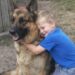 Dopo la morte del padre, Leo torna a scuola scortato da Titan e dai pompieri Il bambino di sei anni non riusciva più a uscire di casa. Il cane K-9 del padre e la squadra della caserma lo hanno accompagnato fino a scuola. Per quattro settimane Leo, sei anni, aveva rifiutato di oltrepassare la porta di casa. La morte del padre, vigile del fuoco e conduttore cinofilo, aveva trasformato ogni uscita in una crisi di panico. La mattina prevista per il rientro in prima elementare, il bambino era aggrappato allo stipite con entrambe le mani. “Non posso! Anche tu sparirai!”, gridava alla madre. Il funerale di Marcus si era svolto un mese prima. L’uomo aveva perso la vita nel crollo di un edificio commerciale durante un intervento. Da allora, il figlio viveva con la paura che anche la madre potesse non tornare più. Nella casa era rimasto anche Titan, il Pastore Tedesco di quasi cinquanta chili che aveva lavorato per anni accanto a Marcus nelle operazioni di soccorso. Dopo la morte del conduttore, il comportamento del cane era cambiato. Aveva perso vivacità e trascorreva gran parte della giornata seguendo Leo da una stanza all’altra. Titan porta a Leo il guinzaglio del padre Quando il bambino piangeva, Titan si sdraiava accanto a lui. Se Leo si fermava in cucina o si rannicchiava sul pavimento, il cane gli restava vicino, avvolgendolo con il proprio corpo. Quella mattina, durante la crisi più intensa, il Pastore Tedesco lasciò improvvisamente la stanza. Tornò poco dopo con il vecchio guinzaglio di cuoio appartenuto a Marcus. Lo teneva tra i denti e, una volta raggiunto il bambino, lo depose sulle sue gambe. Poi spinse con il muso la mano tremante di Leo. Pochi istanti più tardi, il rumore di diversi mezzi pesanti raggiunse l’abitazione. Davanti alla casa si erano fermati numerosi camion dei vigili del fuoco. Nel giardino attendevano decine di pompieri in uniforme da cerimonia. Accanto a molti di loro c’erano cani da soccorso, Dalmata della caserma e Golden Retriever impiegati nella pet therapy. La missione affidata al cane K-9 A raggiungere l’ingresso fu il capitano Miller, amico e collega di Marcus. L’uomo si inginocchiò davanti a Leo e indicò Titan. “So che hai paura, campione,” disse con dolcezza. “Ma questo cane entrava nei posti più pericolosi insieme a tuo padre.” Dopo una breve pausa aggiunse: “È un coraggioso partner K-9.” Il bambino continuava a stringere il guinzaglio, ascoltando senza parlare. “E stamattina Titan ci ha chiamati. Ci ha detto che ha ancora un’ultima missione da compiere per tuo padre.” “Che missione?”, domandò Leo. “Assicurarsi che tu arrivi a scuola sano e salvo.” Il capitano indicò il guinzaglio. “Ma Titan non può farlo da solo.” “Ha bisogno che tu tenga il guinzaglio.” Il bambino guardò il cane. Titan emise un lieve lamento e avvicinò ancora il guinzaglio alla sua mano. Leo lo afferrò lentamente. Il Pastore Tedesco si raddrizzò immediatamente e si sistemò al suo fianco, nella posizione assunta durante gli anni di servizio. La scorta dei vigili del fuoco fino alla scuola “Squadra… avanti, marcia!”, ordinò il capitano Miller. Leo lasciò la casa tenendo con una mano quella della madre e con l’altra il guinzaglio di Titan. Dietro di loro avanzarono venti vigili del fuoco con i rispettivi cani. Il gruppo percorse la strada fino alla scuola elementare. Le automobili si fermarono e i residenti uscirono dalle abitazioni per osservare il passaggio. Nessuno interruppe il corteo. Ogni volta che un rumore improvviso spaventava Leo, il bambino stringeva il guinzaglio. Titan si avvicinava ancora di più alla sua gamba, mantenendo il passo. All’ingresso dell’istituto, la preside attendeva insieme al personale scolastico. I vigili del fuoco si disposero ai lati del vialetto, formando un picchetto d’onore. Davanti al cancello, Leo sganciò il guinzaglio e lo consegnò alla madre. Poi abbracciò il cane. “Fa’ il bravo oggi,” sussurrò nel suo pelo. “Guarda la casa. Io torno.” Titan gli leccò una guancia. Il bambino si asciugò il viso ed entrò nell’edificio senza voltarsi. La promessa mantenuta dalla caserma Il capitano Miller rimase accanto alla madre. “Marcus non ci ha mai lasciati affrontare le cose da soli,” disse sottovoce. “E noi non lasceremo suo figlio affrontarle da solo.” Per tutto il resto dell’anno scolastico, un componente della caserma accompagnò ogni mattina Leo insieme a Titan. Gradualmente, gli attacchi di panico diminuirono e il bambino riprese le proprie abitudini. Sono trascorsi quattro anni. Leo ne ha ora dieci, mentre Titan è diventato anziano. Il muso del cane è ormai bianco e i problemi alle anche non gli permettono più di affrontare il tragitto fino alla scuola. Trascorre gran parte delle giornate sulla veranda. Durante un temporale, mentre il bambino tornava a casa, Titan si alzò con fatica per raggiungerlo. Leo si tolse la giacca impermeabile, la sistemò sulle spalle del cane e si sedette accanto a lui sotto la pioggia. Il rapporto iniziato tra Marcus e il suo compagno K-9 continua oggi attraverso il legame tra il Pastore Tedesco e suo figlio.