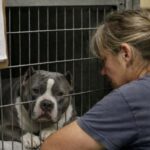 Pitbull in lutto rischia la soppressione, una dipendente scopre perché non smette di piangere