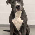 Pitbull ceduto per paura della razza, una coppia lo adotta nello stesso pomeriggio