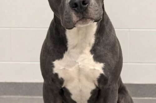 Un pitbull di un anno è stato ceduto dalla proprietaria, ma una coppia lo ha scelto nello stesso pomeriggio. È entrato nel rifugio senza abbaiare, senza tirare il guinzaglio e senza mostrare segni di agitazione. Il giovane pitbull, un maschio di un anno con il mantello grigio-azzurro e il petto bianco, si è limitato a sedersi sul pavimento, osservando in silenzio ciò che accadeva intorno a lui. Inclinava la testa a ogni rumore e seguiva con lo sguardo i movimenti degli operatori. Non sembrava comprendere perché le persone con cui aveva vissuto fino a quel momento non fossero più accanto a lui. La spiegazione è arrivata poco dopo. La precedente proprietaria ha ammesso di non sentirsi pronta a gestire un pitbull. Con bambini piccoli, una casa già impegnativa e numerose responsabilità, temeva di non riuscire a garantire al cane il tempo e la stabilità necessari. Alla decisione avevano contribuito anche i pregiudizi sulla razza, percepita come troppo forte, complessa e difficile da controllare. Il pitbull lasciato al rifugio senza aver mostrato aggressività Il cane non era stato ceduto per episodi di aggressività o disobbedienza. Secondo quanto riferito dal personale, mostrava invece un forte attaccamento alle persone, un comportamento tranquillo e una continua ricerca di contatto. Una volta rimasto nel rifugio, non ha tentato di fuggire né si è opposto agli operatori. Si avvicinava con cautela, muovendo lentamente la coda ogni volta che qualcuno gli parlava. Il personale gli ha portato una coperta, ha riempito la ciotola e si è seduto accanto a lui. Nei primi minuti la coda si muoveva appena. Poco dopo, il movimento è diventato più deciso. Il cane iniziava gradualmente a rispondere alle attenzioni ricevute e a familiarizzare con il nuovo ambiente. L’incontro con la coppia arrivata nel pomeriggio La permanenza nel rifugio è durata soltanto poche ore. Nel corso del pomeriggio è arrivata una coppia alla ricerca di un animale dal carattere tranquillo e affettuoso. I due avevano spiegato di desiderare “un cane che desideri solo stare vicino.” Quando si sono seduti accanto al pitbull, l’animale si è avvicinato senza esitazione. Si è appoggiato alle loro mani, ha posato la testa contro le gambe e si è rilassato. La coppia non ha manifestato dubbi legati alla razza e non ha chiesto garanzie basate sui luoghi comuni associati ai pitbull. Ha valutato il comportamento del cane nel corso dell’incontro e ha deciso di procedere subito con l’adozione. Una nuova casa nello stesso giorno Quella stessa sera il giovane pitbull ha lasciato il rifugio insieme alla nuova famiglia. Non ha trascorso la notte nel box e ha potuto raggiungere una casa in cui avrebbe avuto spazio, stabilità e presenza quotidiana. La sua storia è cambiata nel giro di poche ore: prima la rinuncia della precedente proprietaria, poi l’ingresso nella struttura e infine l’incontro con le persone che hanno scelto di accoglierlo. La cessione non era dipesa dal comportamento del cane, ma dal timore di non riuscire a gestirlo e dagli stereotipi legati alla razza. L’adozione è arrivata dopo un contatto diretto, basato invece sul temperamento mostrato dall’animale.