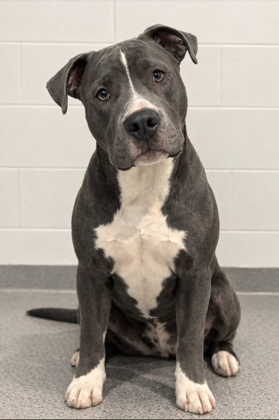 Un pitbull di un anno è stato ceduto dalla proprietaria, ma una coppia lo ha scelto nello stesso pomeriggio. È entrato nel rifugio senza abbaiare, senza tirare il guinzaglio e senza mostrare segni di agitazione. Il giovane pitbull, un maschio di un anno con il mantello grigio-azzurro e il petto bianco, si è limitato a sedersi sul pavimento, osservando in silenzio ciò che accadeva intorno a lui. Inclinava la testa a ogni rumore e seguiva con lo sguardo i movimenti degli operatori. Non sembrava comprendere perché le persone con cui aveva vissuto fino a quel momento non fossero più accanto a lui. La spiegazione è arrivata poco dopo. La precedente proprietaria ha ammesso di non sentirsi pronta a gestire un pitbull. Con bambini piccoli, una casa già impegnativa e numerose responsabilità, temeva di non riuscire a garantire al cane il tempo e la stabilità necessari. Alla decisione avevano contribuito anche i pregiudizi sulla razza, percepita come troppo forte, complessa e difficile da controllare. Il pitbull lasciato al rifugio senza aver mostrato aggressività Il cane non era stato ceduto per episodi di aggressività o disobbedienza. Secondo quanto riferito dal personale, mostrava invece un forte attaccamento alle persone, un comportamento tranquillo e una continua ricerca di contatto. Una volta rimasto nel rifugio, non ha tentato di fuggire né si è opposto agli operatori. Si avvicinava con cautela, muovendo lentamente la coda ogni volta che qualcuno gli parlava. Il personale gli ha portato una coperta, ha riempito la ciotola e si è seduto accanto a lui. Nei primi minuti la coda si muoveva appena. Poco dopo, il movimento è diventato più deciso. Il cane iniziava gradualmente a rispondere alle attenzioni ricevute e a familiarizzare con il nuovo ambiente. L’incontro con la coppia arrivata nel pomeriggio La permanenza nel rifugio è durata soltanto poche ore. Nel corso del pomeriggio è arrivata una coppia alla ricerca di un animale dal carattere tranquillo e affettuoso. I due avevano spiegato di desiderare “un cane che desideri solo stare vicino.” Quando si sono seduti accanto al pitbull, l’animale si è avvicinato senza esitazione. Si è appoggiato alle loro mani, ha posato la testa contro le gambe e si è rilassato. La coppia non ha manifestato dubbi legati alla razza e non ha chiesto garanzie basate sui luoghi comuni associati ai pitbull. Ha valutato il comportamento del cane nel corso dell’incontro e ha deciso di procedere subito con l’adozione. Una nuova casa nello stesso giorno Quella stessa sera il giovane pitbull ha lasciato il rifugio insieme alla nuova famiglia. Non ha trascorso la notte nel box e ha potuto raggiungere una casa in cui avrebbe avuto spazio, stabilità e presenza quotidiana. La sua storia è cambiata nel giro di poche ore: prima la rinuncia della precedente proprietaria, poi l’ingresso nella struttura e infine l’incontro con le persone che hanno scelto di accoglierlo. La cessione non era dipesa dal comportamento del cane, ma dal timore di non riuscire a gestirlo e dagli stereotipi legati alla razza. L’adozione è arrivata dopo un contatto diretto, basato invece sul temperamento mostrato dall’animale.
