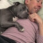 Uomo con disabilità adotta un pitbull ignorato al rifugio e ritrova il sorriso