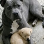 Nel rifugio adotta un pitbull e un cucciolo trovati insieme nello stesso box