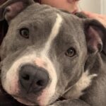 Zephyr salvata in condizioni critiche, la giovane pitbull torna a fidarsi delle persone