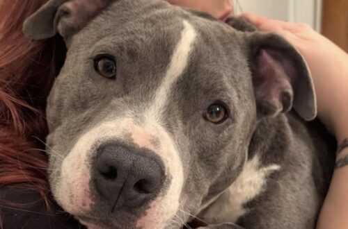 La piccola pitbull Zephyr è stata recuperata infreddolita e senza forze. La prima notte al sicuro ha cercato subito il contatto umano.