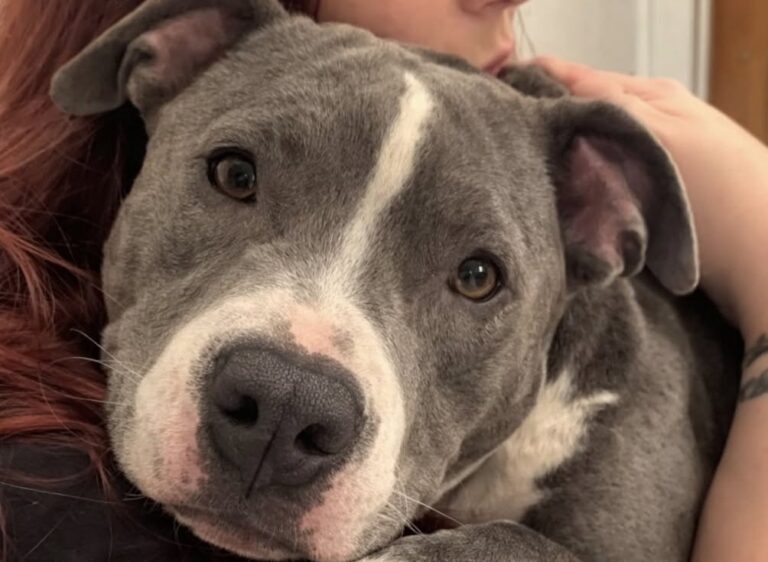 La piccola pitbull Zephyr è stata recuperata infreddolita e senza forze. La prima notte al sicuro ha cercato subito il contatto umano.