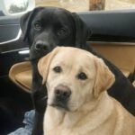 Due Labrador abbandonati sotto la pioggia vengono salvati sul ciglio della strada