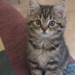 Gattina trovata sul ciglio della strada corre verso l’auto e trova una casa