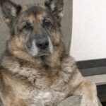 Rex difende la proprietaria durante un’irruzione, lei lascia casa per non abbandonarlo
