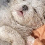 Adottato da poche ore, il cane si addormenta finalmente al sicuro