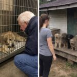 Dopo la morte della moglie salva i cani anziani che nessuno voleva adottare