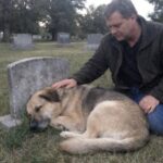 Cane considerato ingestibile raggiungeva di nascosto la tomba del suo vecchio proprietario