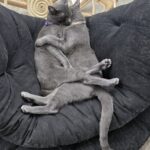 Due fratelli Russian Blue adottati insieme: il rifugio aveva chiesto di non separarli