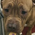Pitbull ignorato da 40 giorni, esita persino davanti a un piccolo premio