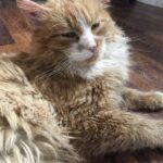 Ginger trovato sotto la pioggia entra in casa e non torna più in strada