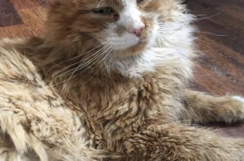 Il grande gatto arancione viveva all’aperto, bagnato e ferito. Dopo tre giorni è stato accolto, curato e adottato definitivamente.