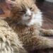 Il grande gatto arancione viveva all’aperto, bagnato e ferito. Dopo tre giorni è stato accolto, curato e adottato definitivamente.