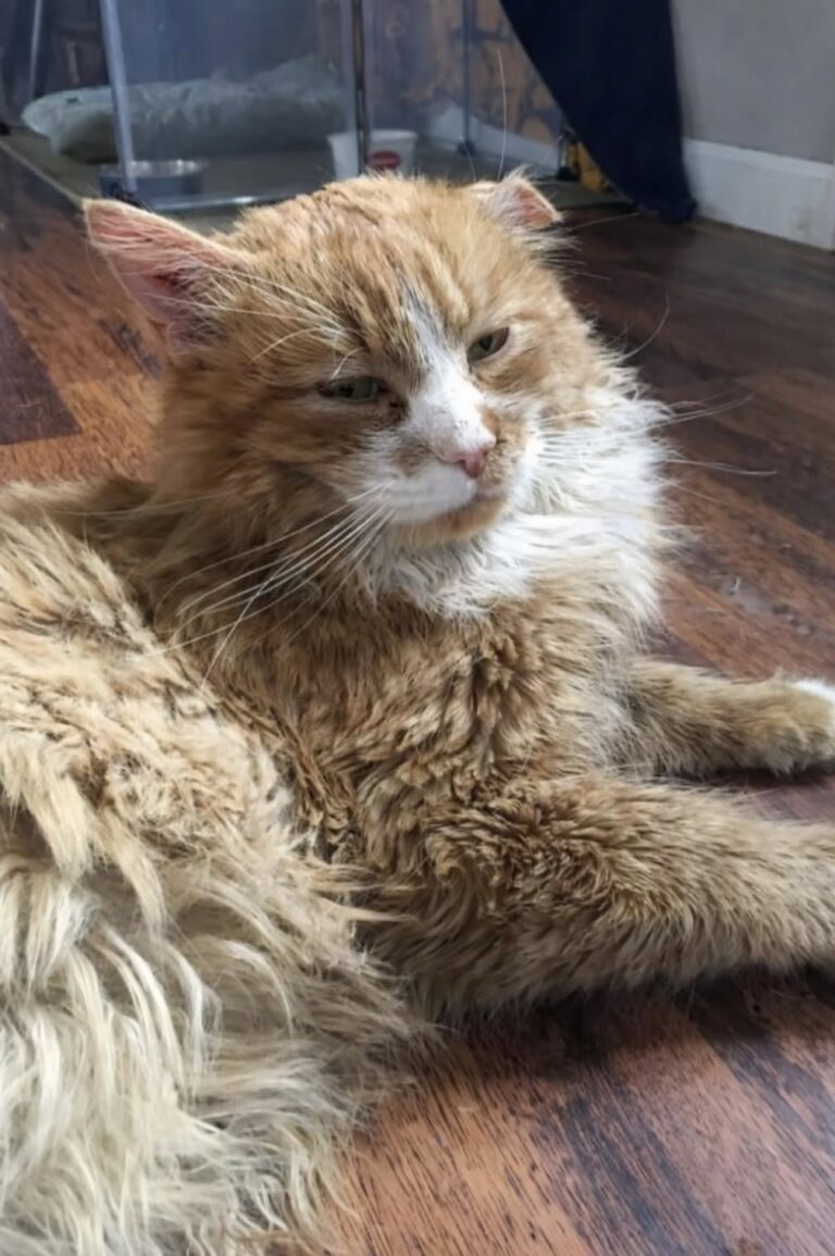 Il grande gatto arancione viveva all’aperto, bagnato e ferito. Dopo tre giorni è stato accolto, curato e adottato definitivamente.