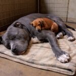 Va al rifugio per adottare un cane, torna a casa con Duke e Milo
