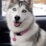 Camionista trova una cagnolina alla stazione di servizio e la porta con sé