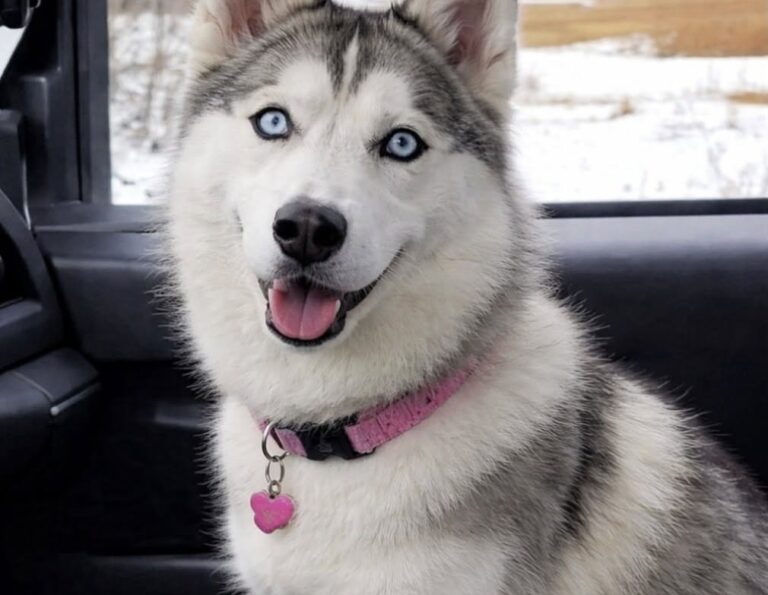 Camionista trova una cagnolina alla stazione di servizio e la porta con sé La piccola, magra e infreddolita, era nascosta vicino a un cespuglio. Dopo il salvataggio è diventata la sua compagna di viaggio. La sosta avrebbe dovuto durare soltanto il tempo necessario per fare rifornimento, bere un caffè e riposare qualche minuto. Dopo una settimana trascorsa alla guida tra vento, pioggia e lunghi tratti di strada, la camionista cercava un luogo tranquillo prima di ripartire. Scelse una stazione di servizio quasi deserta. Appena scesa dalla cabina, però, sentì un lamento provenire da un punto poco distante. In un primo momento pensò al rumore del vento. Poi, vicino a un cespuglio, vide una piccola cagnolina rannicchiata a terra. Era molto magra, aveva il pelo sporco e arruffato e tremava per il freddo. Non abbaiò e non tentò di scappare. Rimase immobile a osservare la donna che si stava avvicinando. Il suo sguardo sembrava contenere una richiesta precisa: « Non lasciarmi qui. » La cagnolina trovata vicino alla stazione di servizio La camionista si tolse la giacca e la avvolse intorno al corpo dell’animale. Poi la sollevò e la portò nella cabina del mezzo, lontano dal vento e dall’umidità. All’interno del negozio della stazione acquistò dell’acqua e un po’ di prosciutto. La cagnolina iniziò a mangiare lentamente, ancora diffidente e provata dalle condizioni in cui era stata trovata. La donna rimase accanto a lei per tutto il tempo, senza forzarla. Quella che doveva essere una breve pausa si trasformò così in un intervento di soccorso. Non era possibile stabilire da quanto tempo l’animale si trovasse in quella zona né come vi fosse arrivato. L’aspetto lasciava però pensare a un periodo trascorso all’aperto, senza cibo regolare e senza un riparo adeguato. Quando arrivò il momento di ripartire, la cagnolina non tornò vicino al cespuglio. Rimase nella cabina. Spark diventa la copilota del camion La camionista decise di chiamarla Spark, un nome scelto per indicare la piccola scintilla che quell’incontro aveva riportato nella sua quotidianità. Il lavoro sulle lunghe distanze comportava giornate intere trascorse da sola, tra autostrade, aree di sosta e consegne. Con l’arrivo della cagnolina, la cabina cambiò rapidamente aspetto e ritmo. Spark iniziò a viaggiare sul sedile accanto alla conducente, osservando la strada con le orecchie dritte. Durante le soste scendeva per brevi passeggiate, mentre nei tratti più lunghi riposava all’interno del mezzo. Con il passare del tempo si abituò ai rumori del camion, alle fermate e alla routine dei viaggi. La paura mostrata durante il primo incontro lasciò spazio a un comportamento più curioso e sicuro. La donna, abituata da tempo alla solitudine, trovò così una presenza costante durante il lavoro. Dalla strada a una nuova casa La stazione di servizio in cui si erano incontrate rappresentava inizialmente soltanto una tappa lungo il percorso. Per Spark, invece, è diventata il luogo in cui la vita è cambiata. La cagnolina che tremava vicino a un cespuglio ora affronta ogni viaggio insieme alla persona che si è fermata per soccorrerla. Non è più un animale smarrito ai margini della strada, ma una compagna che condivide chilometri, soste e giornate di lavoro. «Lei è la mia copilota, la mia migliore amica: SPARK», racconta la camionista. Quella notte la donna pensava di aver bisogno soltanto di qualche minuto di riposo. Ripartì invece con una presenza destinata a restare nella sua vita.