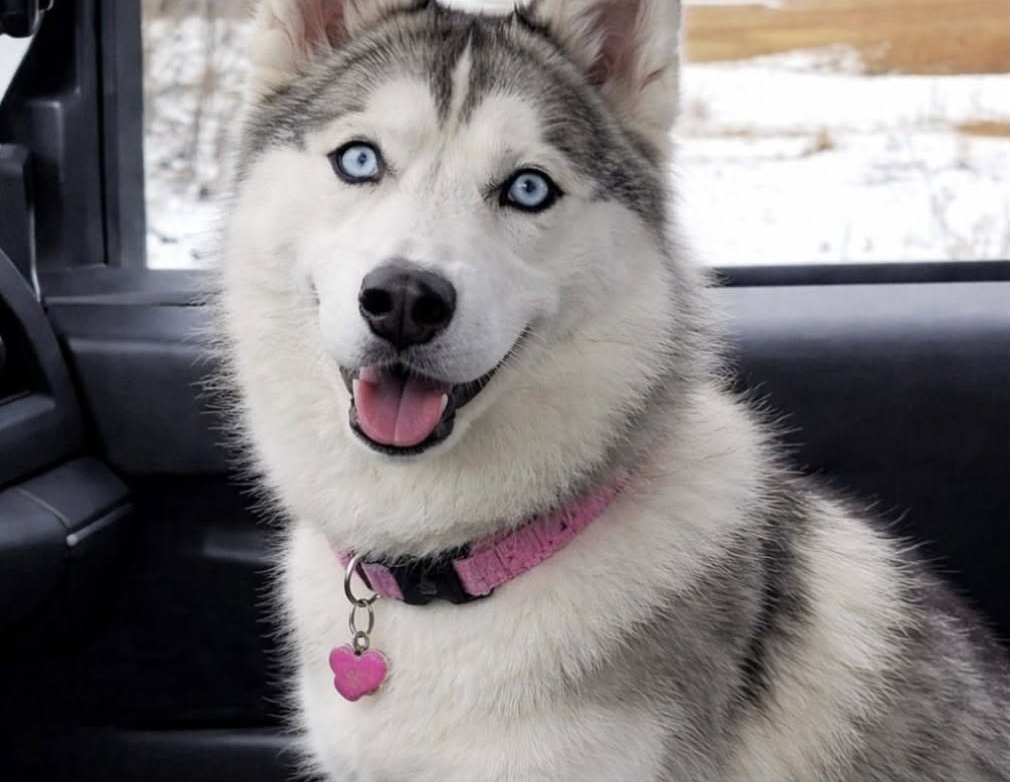 Camionista trova una cagnolina alla stazione di servizio e la porta con sé La piccola, magra e infreddolita, era nascosta vicino a un cespuglio. Dopo il salvataggio è diventata la sua compagna di viaggio. La sosta avrebbe dovuto durare soltanto il tempo necessario per fare rifornimento, bere un caffè e riposare qualche minuto. Dopo una settimana trascorsa alla guida tra vento, pioggia e lunghi tratti di strada, la camionista cercava un luogo tranquillo prima di ripartire. Scelse una stazione di servizio quasi deserta. Appena scesa dalla cabina, però, sentì un lamento provenire da un punto poco distante. In un primo momento pensò al rumore del vento. Poi, vicino a un cespuglio, vide una piccola cagnolina rannicchiata a terra. Era molto magra, aveva il pelo sporco e arruffato e tremava per il freddo. Non abbaiò e non tentò di scappare. Rimase immobile a osservare la donna che si stava avvicinando. Il suo sguardo sembrava contenere una richiesta precisa: « Non lasciarmi qui. » La cagnolina trovata vicino alla stazione di servizio La camionista si tolse la giacca e la avvolse intorno al corpo dell’animale. Poi la sollevò e la portò nella cabina del mezzo, lontano dal vento e dall’umidità. All’interno del negozio della stazione acquistò dell’acqua e un po’ di prosciutto. La cagnolina iniziò a mangiare lentamente, ancora diffidente e provata dalle condizioni in cui era stata trovata. La donna rimase accanto a lei per tutto il tempo, senza forzarla. Quella che doveva essere una breve pausa si trasformò così in un intervento di soccorso. Non era possibile stabilire da quanto tempo l’animale si trovasse in quella zona né come vi fosse arrivato. L’aspetto lasciava però pensare a un periodo trascorso all’aperto, senza cibo regolare e senza un riparo adeguato. Quando arrivò il momento di ripartire, la cagnolina non tornò vicino al cespuglio. Rimase nella cabina. Spark diventa la copilota del camion La camionista decise di chiamarla Spark, un nome scelto per indicare la piccola scintilla che quell’incontro aveva riportato nella sua quotidianità. Il lavoro sulle lunghe distanze comportava giornate intere trascorse da sola, tra autostrade, aree di sosta e consegne. Con l’arrivo della cagnolina, la cabina cambiò rapidamente aspetto e ritmo. Spark iniziò a viaggiare sul sedile accanto alla conducente, osservando la strada con le orecchie dritte. Durante le soste scendeva per brevi passeggiate, mentre nei tratti più lunghi riposava all’interno del mezzo. Con il passare del tempo si abituò ai rumori del camion, alle fermate e alla routine dei viaggi. La paura mostrata durante il primo incontro lasciò spazio a un comportamento più curioso e sicuro. La donna, abituata da tempo alla solitudine, trovò così una presenza costante durante il lavoro. Dalla strada a una nuova casa La stazione di servizio in cui si erano incontrate rappresentava inizialmente soltanto una tappa lungo il percorso. Per Spark, invece, è diventata il luogo in cui la vita è cambiata. La cagnolina che tremava vicino a un cespuglio ora affronta ogni viaggio insieme alla persona che si è fermata per soccorrerla. Non è più un animale smarrito ai margini della strada, ma una compagna che condivide chilometri, soste e giornate di lavoro. «Lei è la mia copilota, la mia migliore amica: SPARK», racconta la camionista. Quella notte la donna pensava di aver bisogno soltanto di qualche minuto di riposo. Ripartì invece con una presenza destinata a restare nella sua vita.