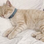 Gattina salvata da una situazione difficile, cinque mesi dopo dorme al sicuro