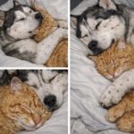 Husky segnato dai maltrattamenti accoglie un gattino e diventa il suo protettore