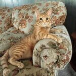 Il gatto arancione che sfida porte, ciotole e salti senza capire come funzionano