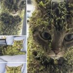 Simba torna dopo ore di assenza con il pelo ricoperto da centinaia di semi