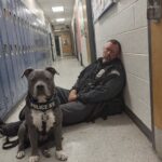 Muore il cane poliziotto Valor, il pitbull K-9 ferito in servizio non ce l’ha fatta