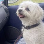 Milo trovato sul ciglio della strada sale in auto e trova una nuova famiglia