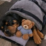Rocky muore a 11 anni dopo aver combattuto ancora contro la malattia