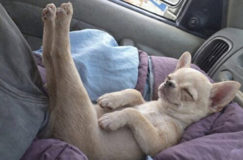 Una coppia incontra un piccolo meticcio Chihuahua rimasto in disparte e decide di portarlo a casa.