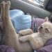 Una coppia incontra un piccolo meticcio Chihuahua rimasto in disparte e decide di portarlo a casa.