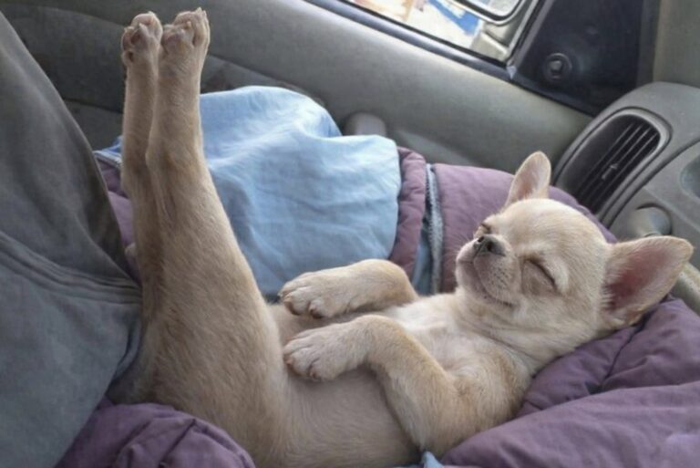 Una coppia incontra un piccolo meticcio Chihuahua rimasto in disparte e decide di portarlo a casa.