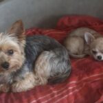 Milo e Nino rischiavano la separazione, una famiglia li adotta insieme