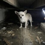 Chihuahua trovata sotto le macerie dopo 39 ore: proteggeva sei cuccioli